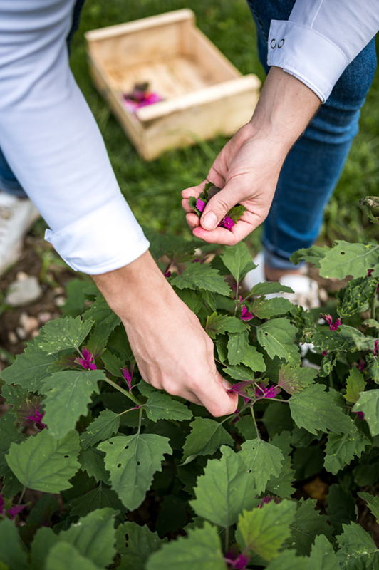 manoir-regate-nantes-restaurant-chef-mathieu-perou
